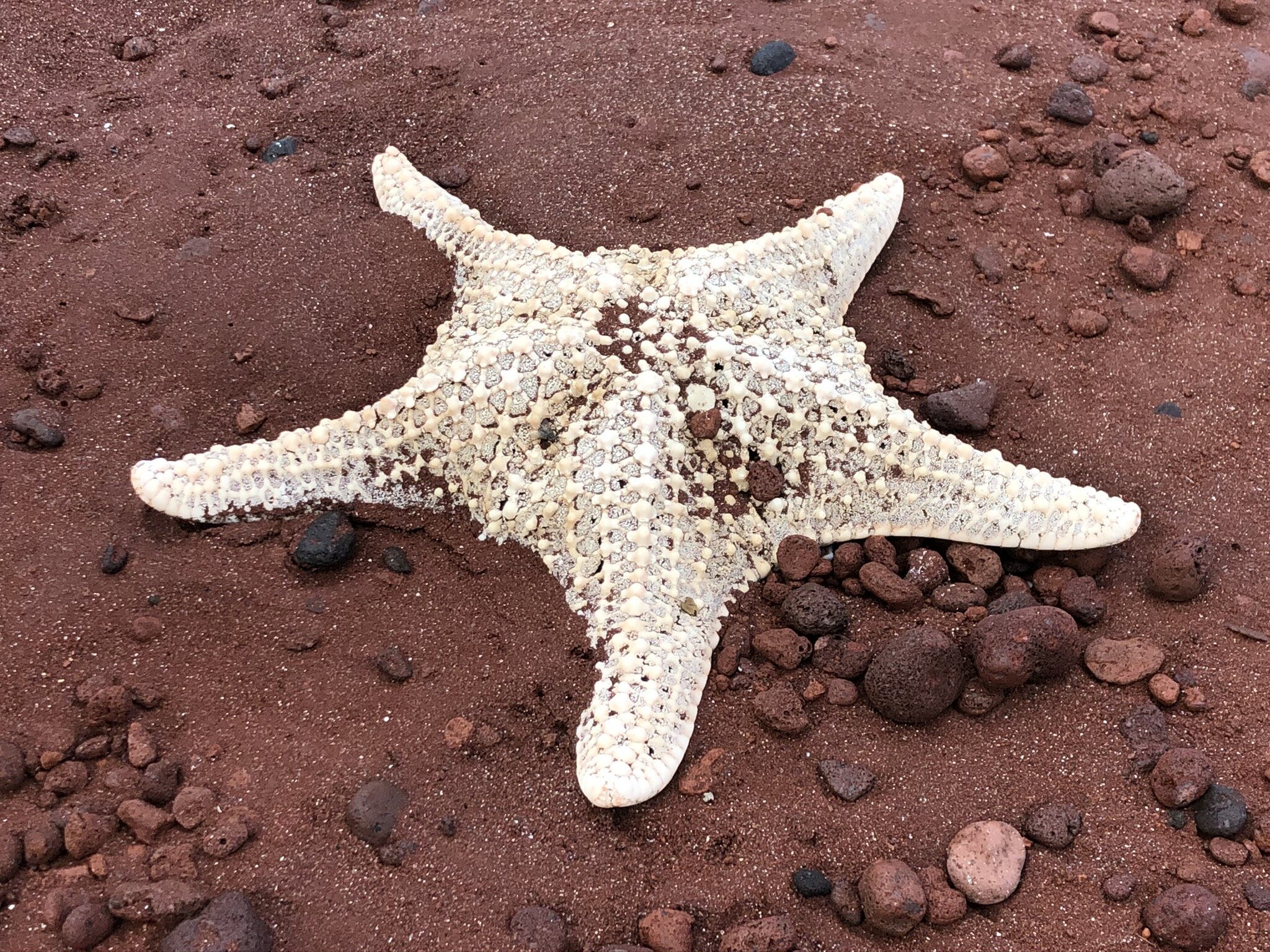 galapagos-star-fish.JPG