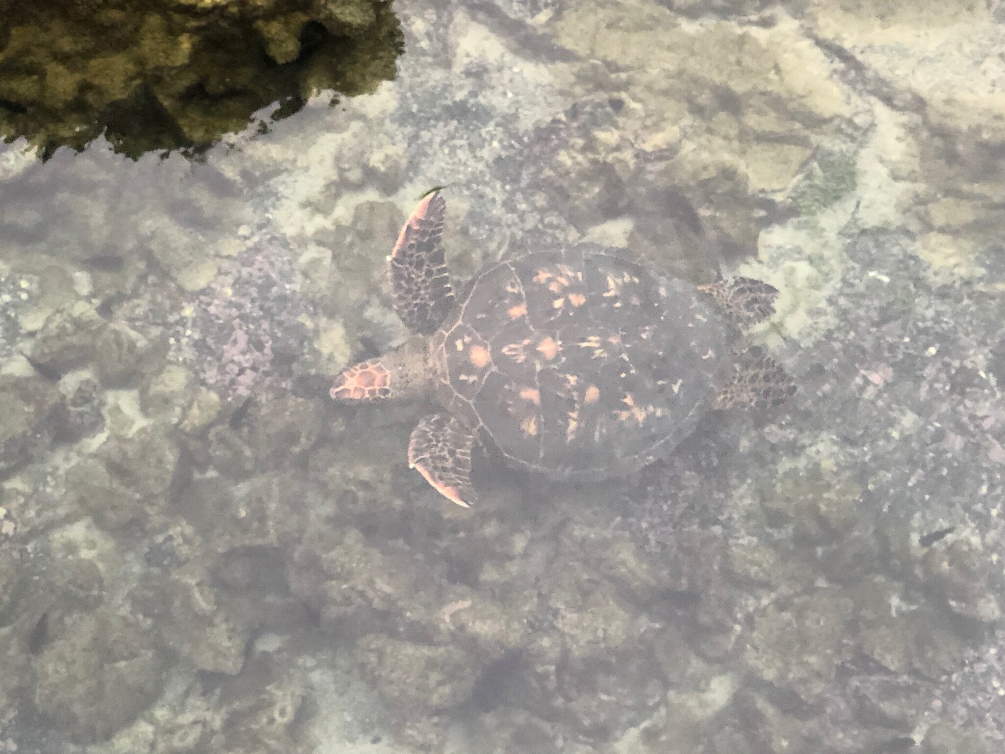 swimming-turtle.JPG