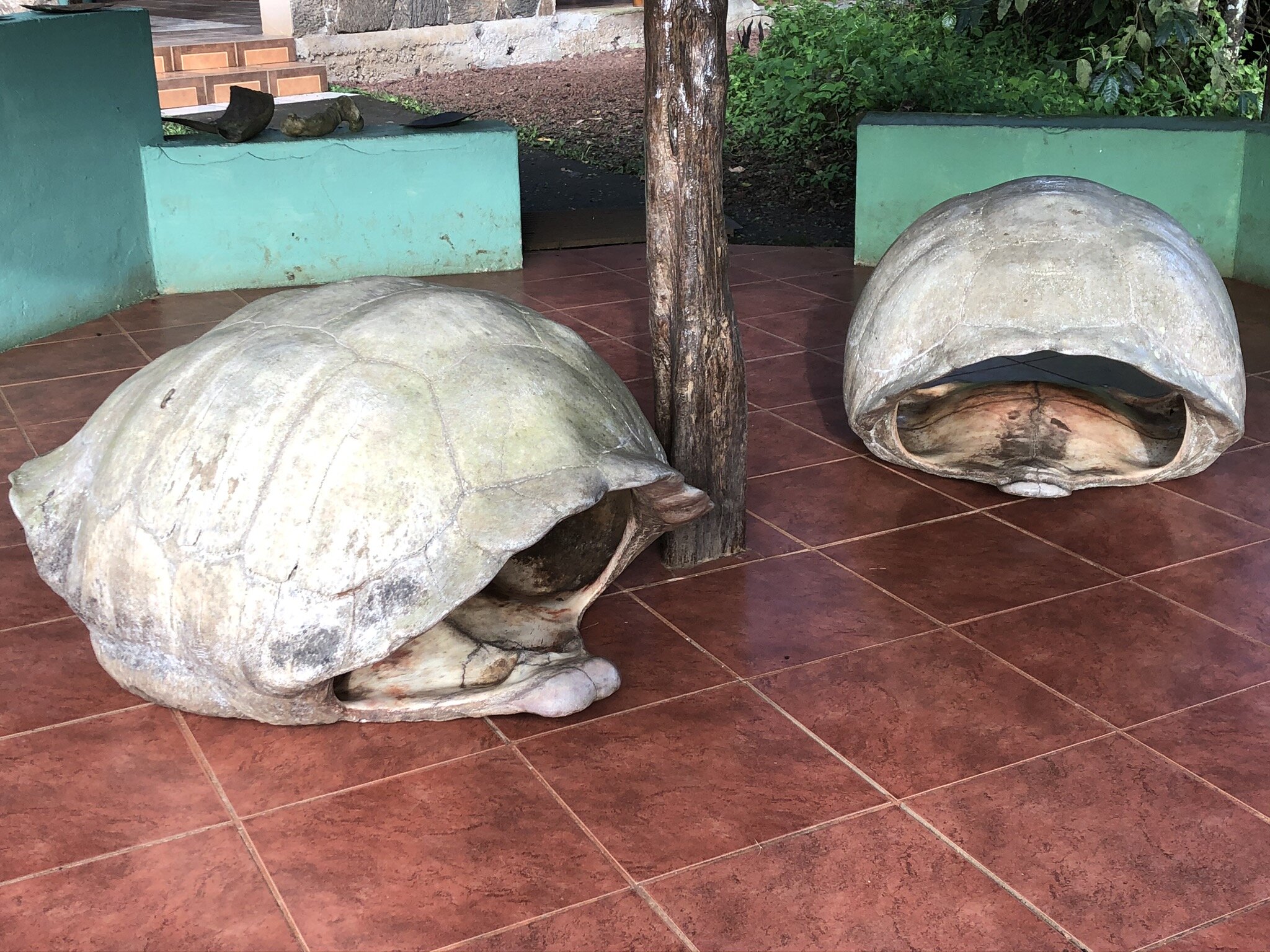 tortoise-shells.JPG
