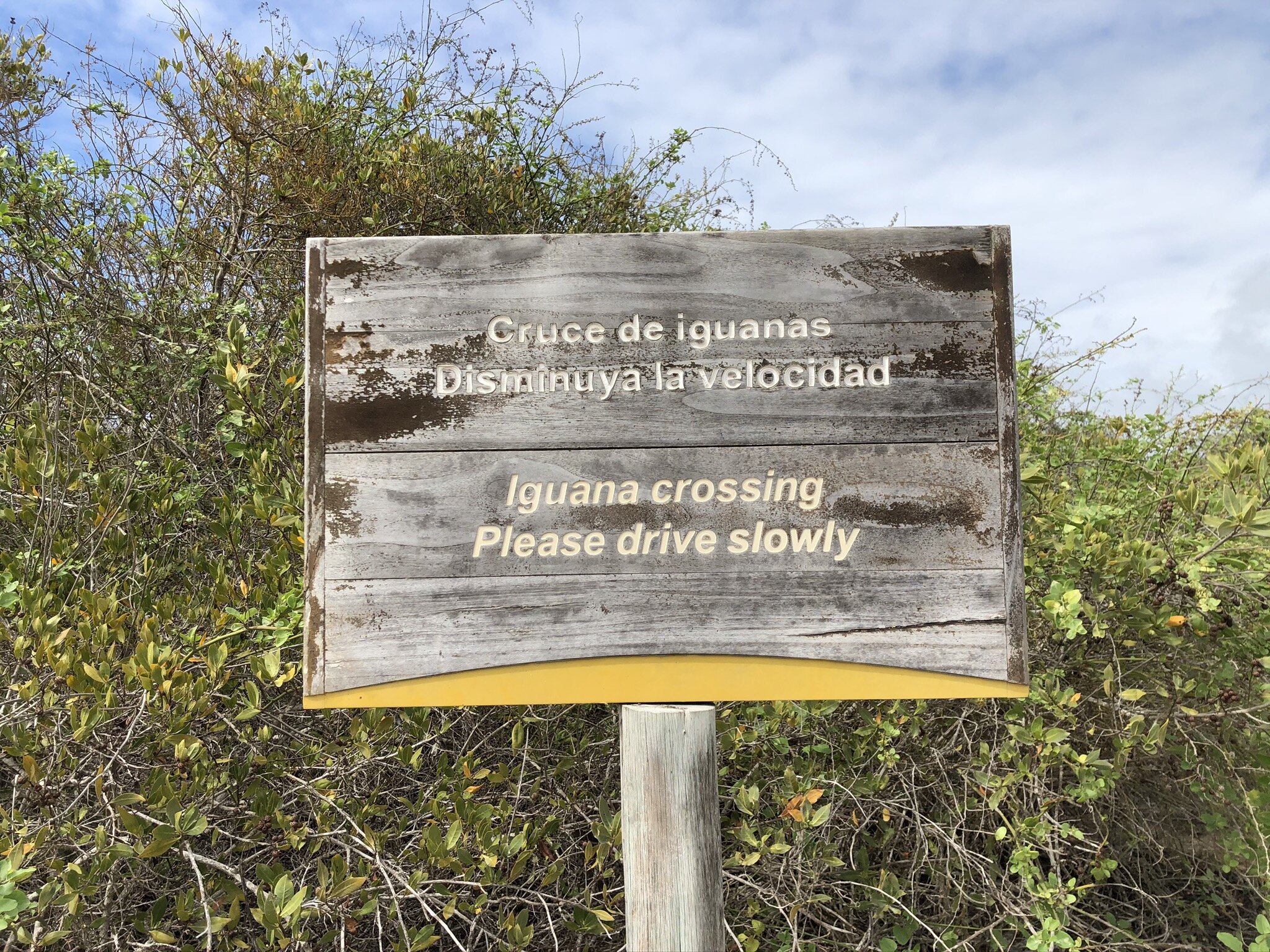 iguana-crossing.JPG