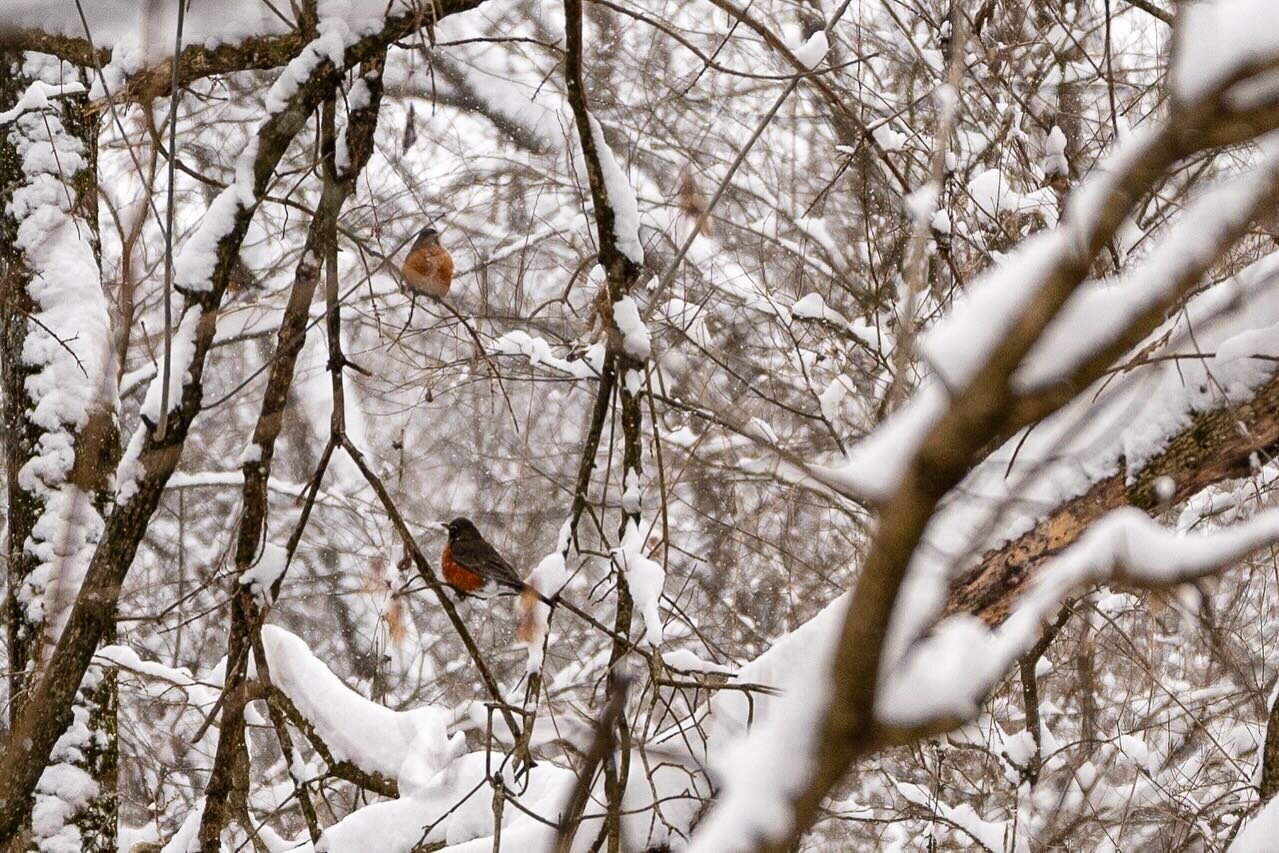 Armed with my camera and a flask of bourbon, I set out to take some snaps of a Tennessee winter. Here are a few little moments that made me happy ❄️ 
*
*
*
#tennessee #winterphotography #wildlifephotography #nashvilletn