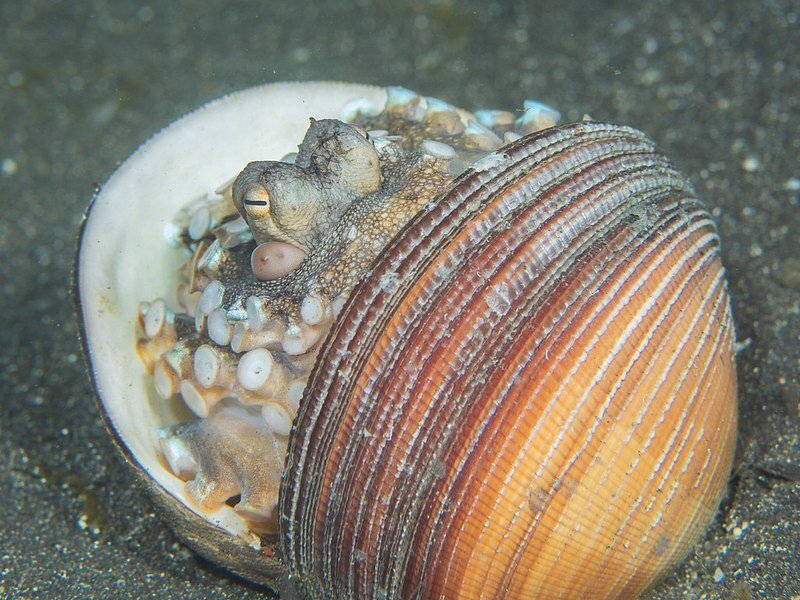 Third place goes to Linda Reisinger for this coconut octopus in the #ncupsminicomp. The theme was hiding/shyness.