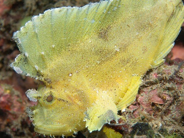 @lkreisinger earned the third place position in the NCUPS photo competition with this leaf scorpionfish image.