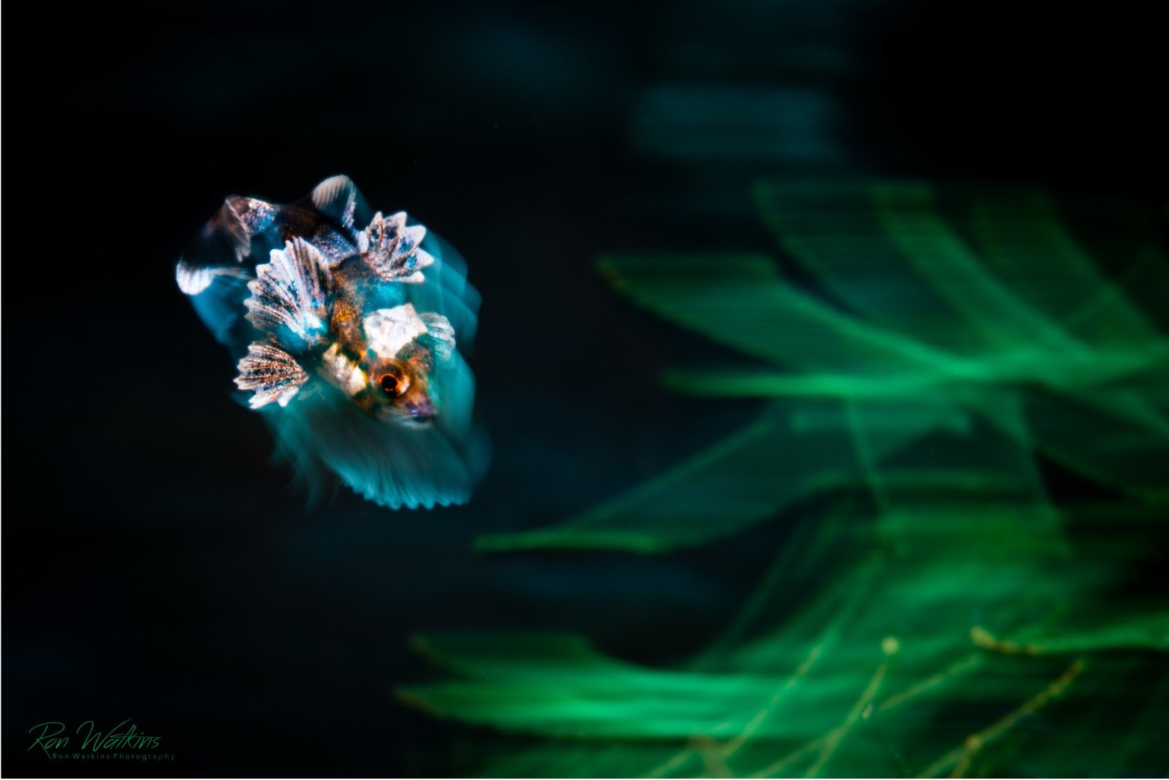 Blurred fish