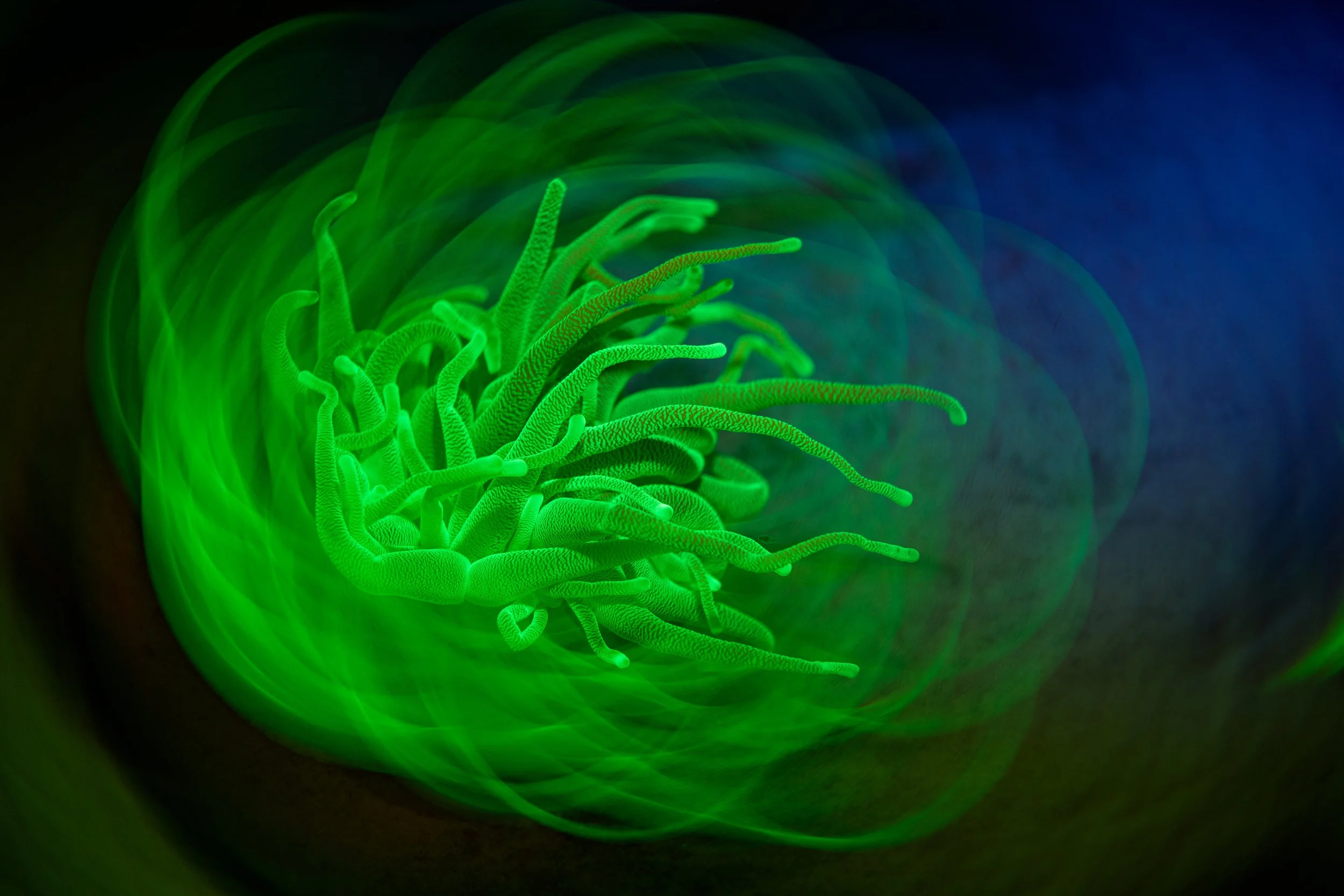 anemone in fluorescent green