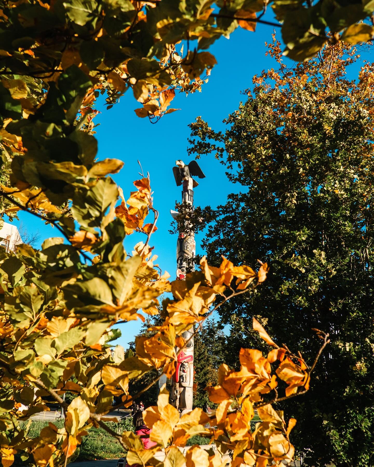 💛🍂🍁⭐️🚕🚖🚶🌲📚📓📕🌳🌏 🇨🇦
&gt;&gt;&gt; Autumn Leaves &gt;&gt; UBC Campus &gt; Point Grey
#questplaylove❤️ &gt; #astia 
📷: #fujixe4 
&gt;
&gt;
#1project365🇨🇦 #photographyeveryday &gt;

&gt;

&gt;#vancityscape #vancouverisawesome #streetsofvan