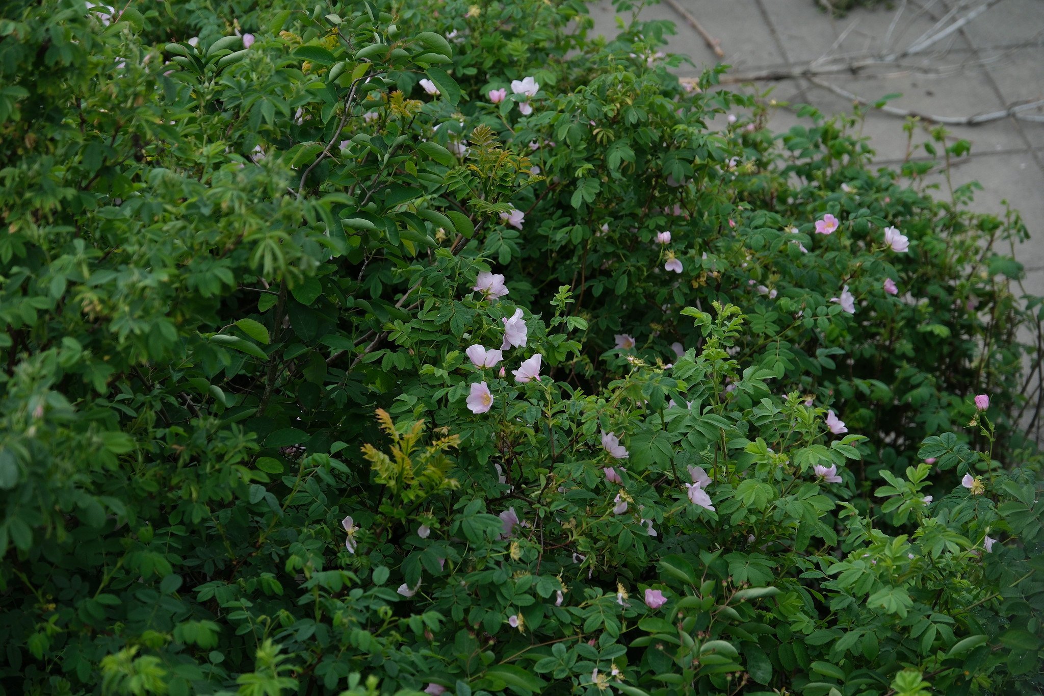 DSCF3905