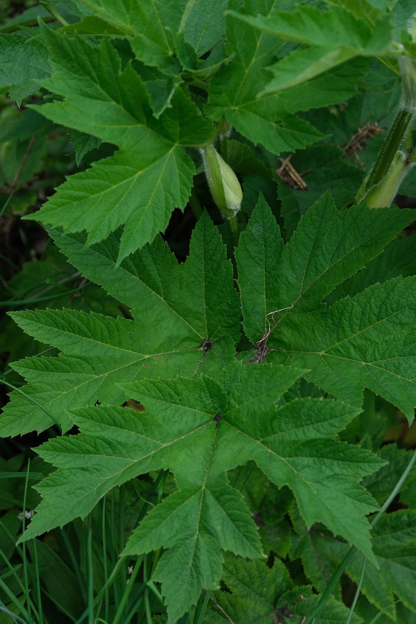 DSCF3910