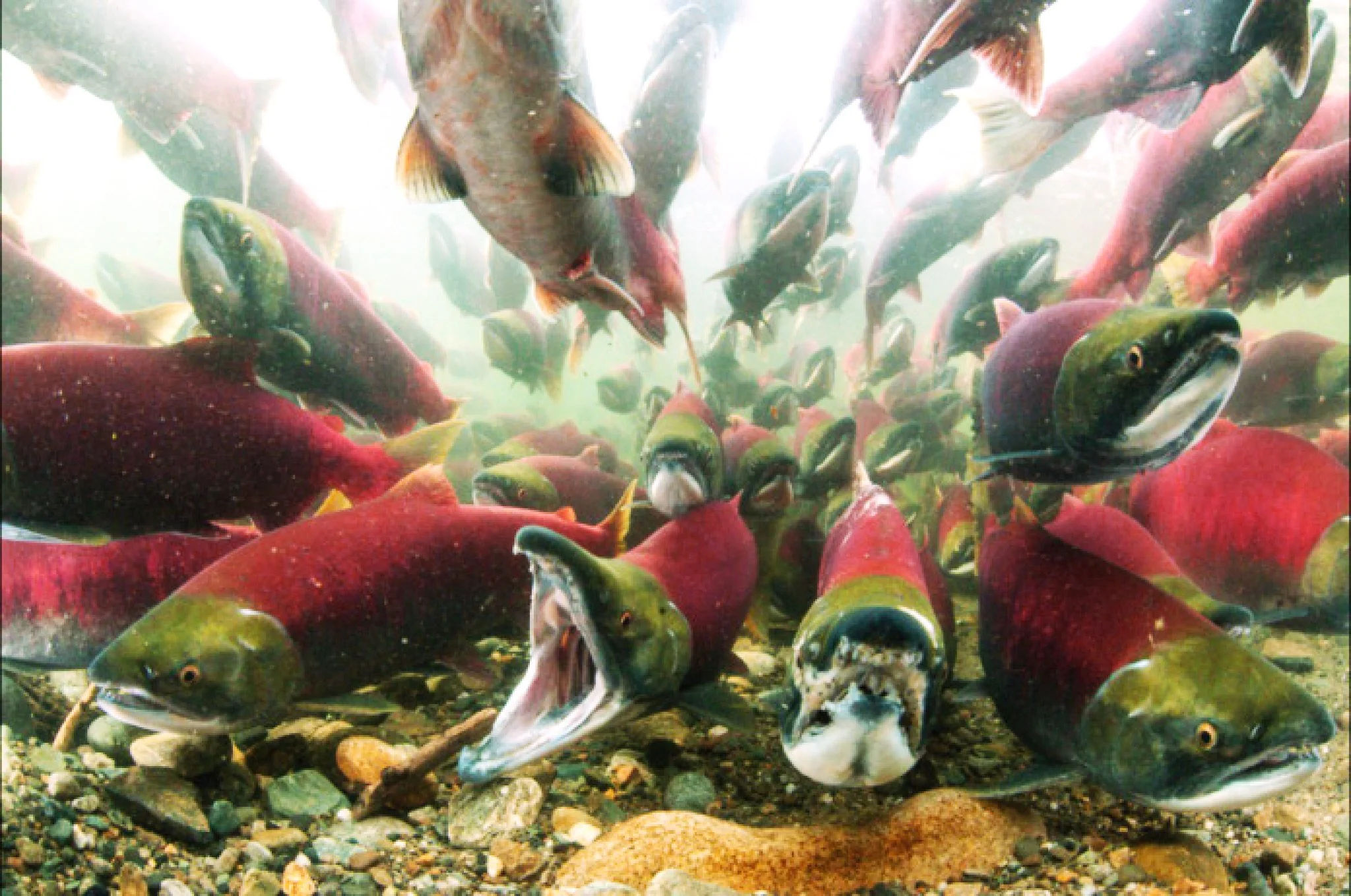 2025 Salmon Cons®(75)