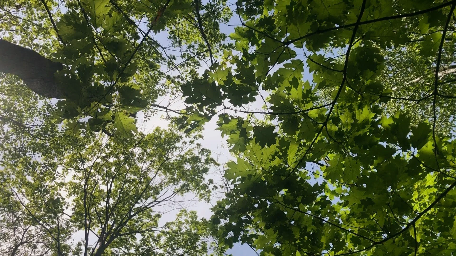 "Cusp of Summer" Forest Therapy Walk