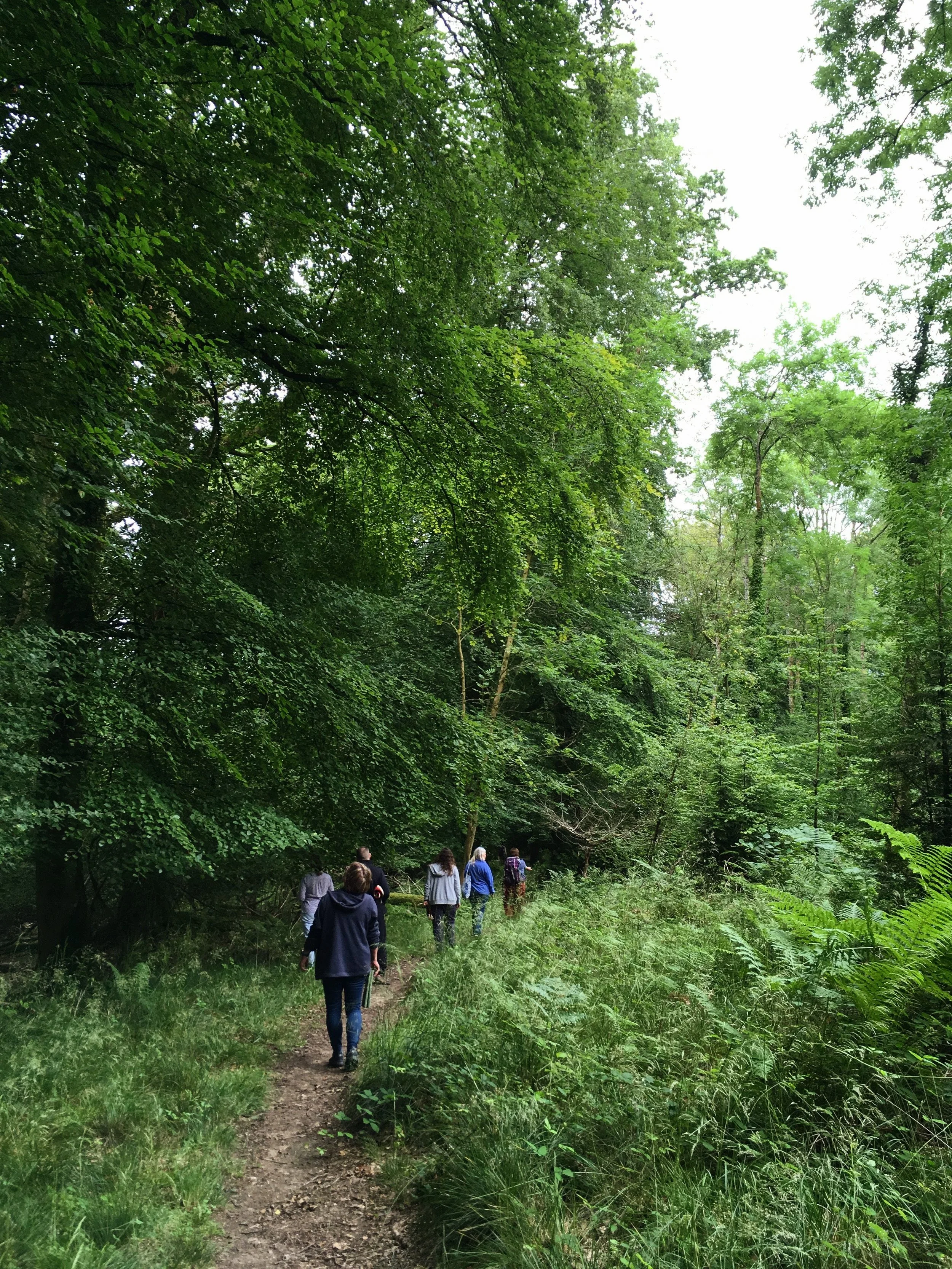 Bain de Forêt : Expérience Profonde en Nature au Jardin Botanique de Montréal