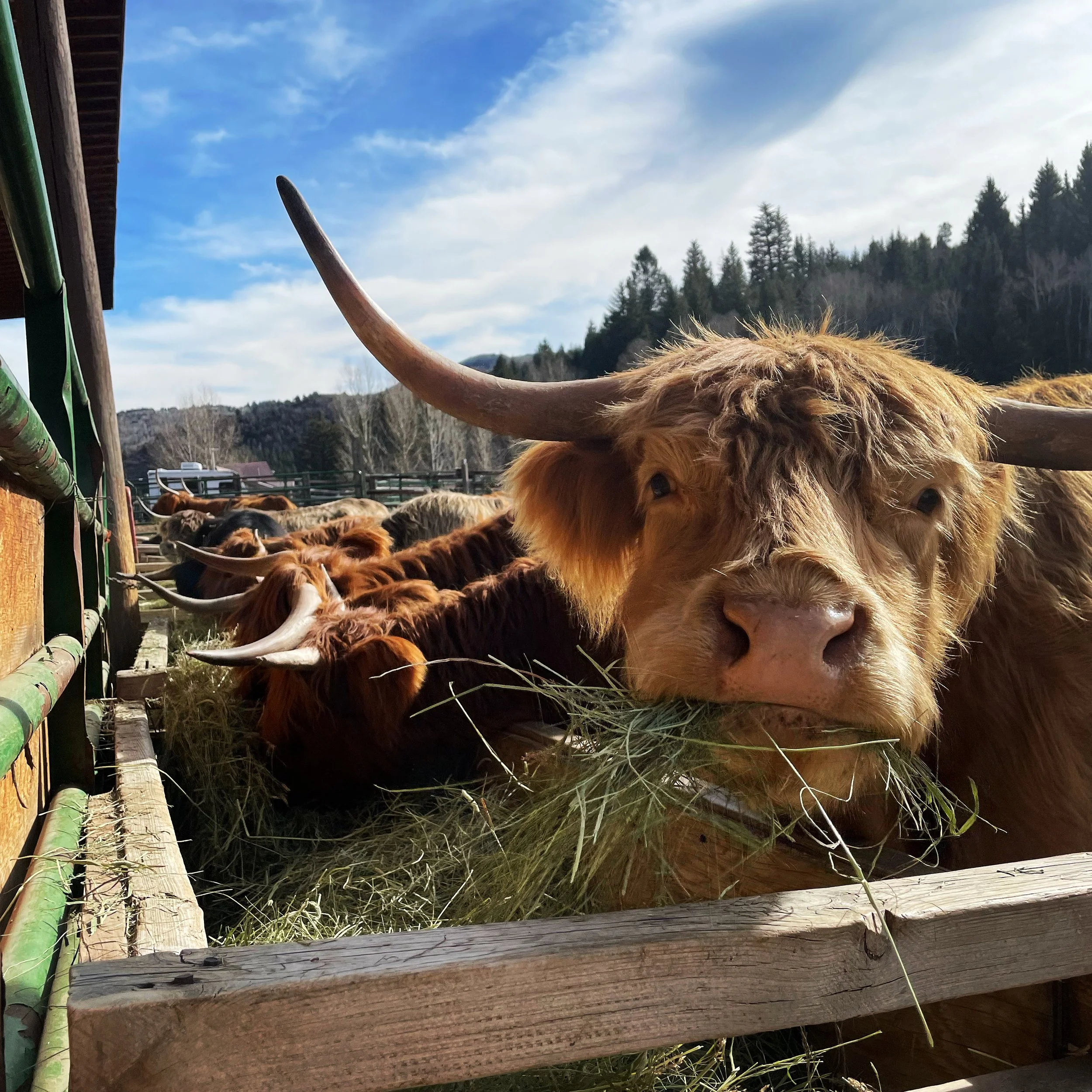 The Copper Bar Ranch