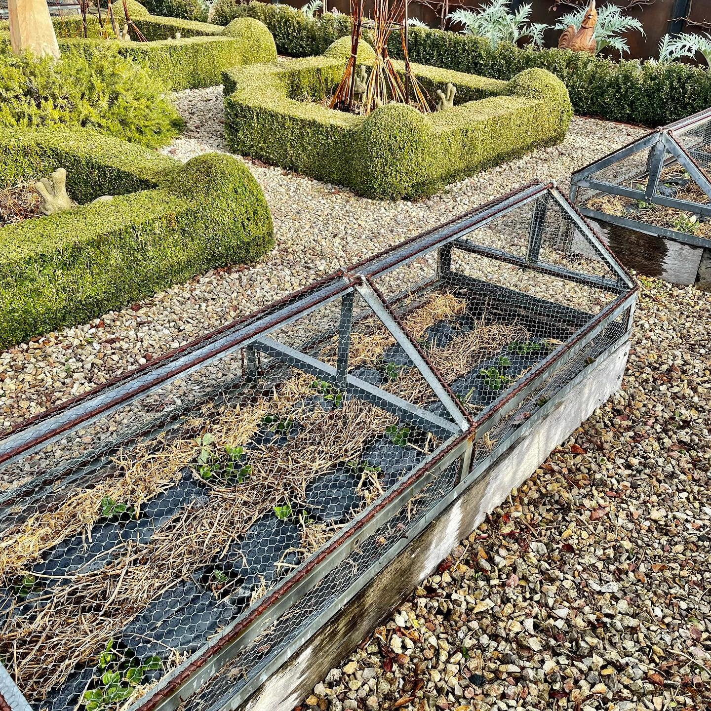 Day 7 of my 12 days of winter in the garden. Lavender hedge planted, strawberry beds re planted, fertilised and mulched with a little help from my beautiful mum and dad💕 with only a few hours until dark it&rsquo;s back into the garden for me 🌳💕😊
