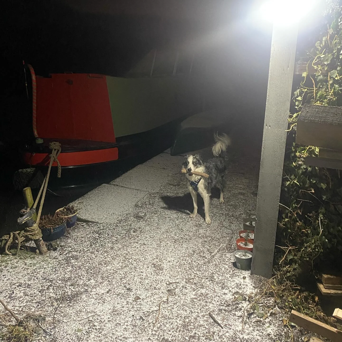 Look Dad, I don&rsquo;t care it&rsquo;s late, sleeting, -4&hellip;. I just wanna have fun!!!! Now throw the goddam stick!!!
#Narrowboat #narrowboatdog #bordercollie #bluemerle