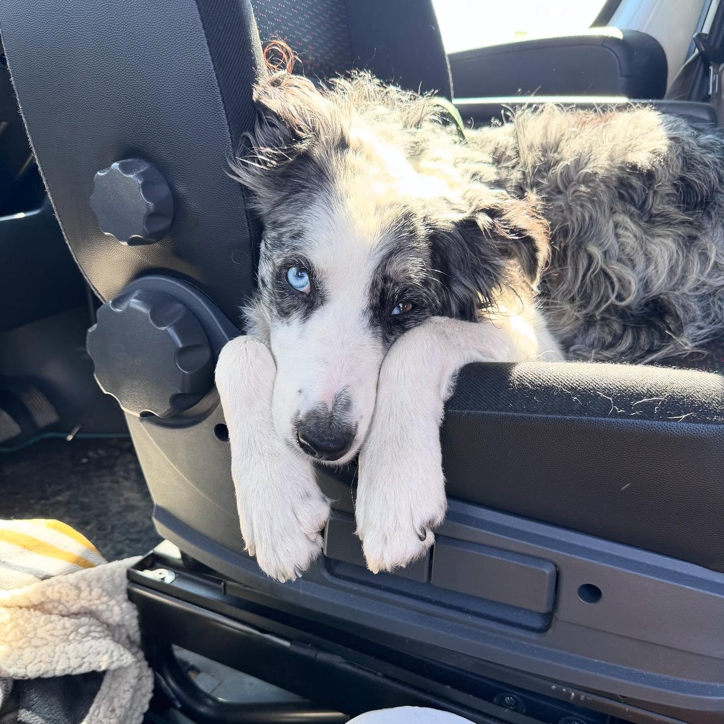 &ldquo;Dad, I love you and everything, but I&rsquo;m bored of building this van out now, I wanna go on adventures&rdquo;

Inpatient #bordercollie #bluemerle