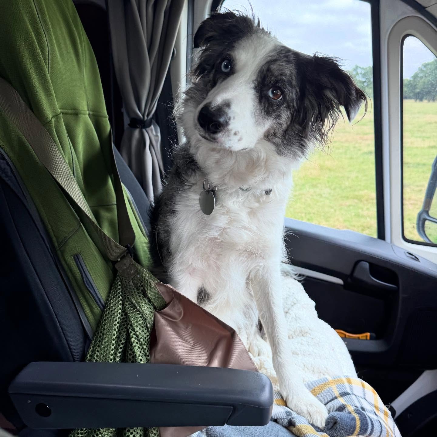 Luna Bean has her very own seat now up front in Uejenie. I think she&rsquo;s a bit weirded out. She&rsquo;s only ever known a double!!!!

#bluemerle
#bordercollie
#heterochromia