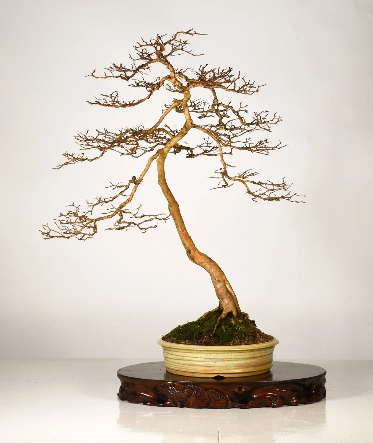 bonsai hemp sb