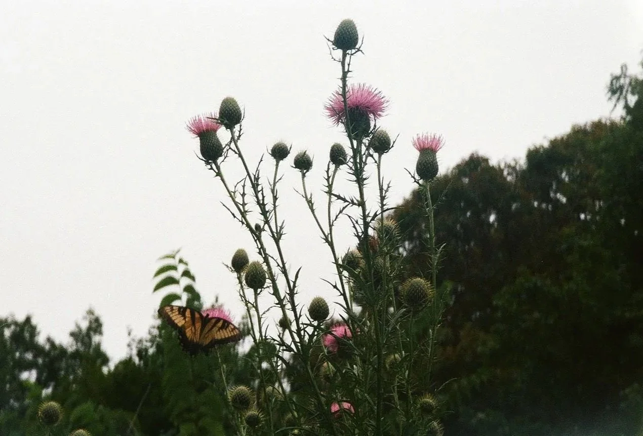 August 2025, 35mm film
