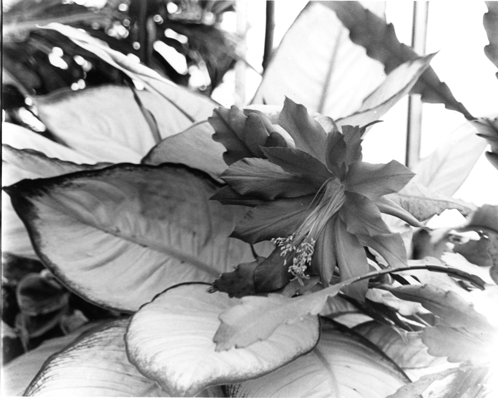 Plant@Park.Website2000px.Grayscale002.jpg