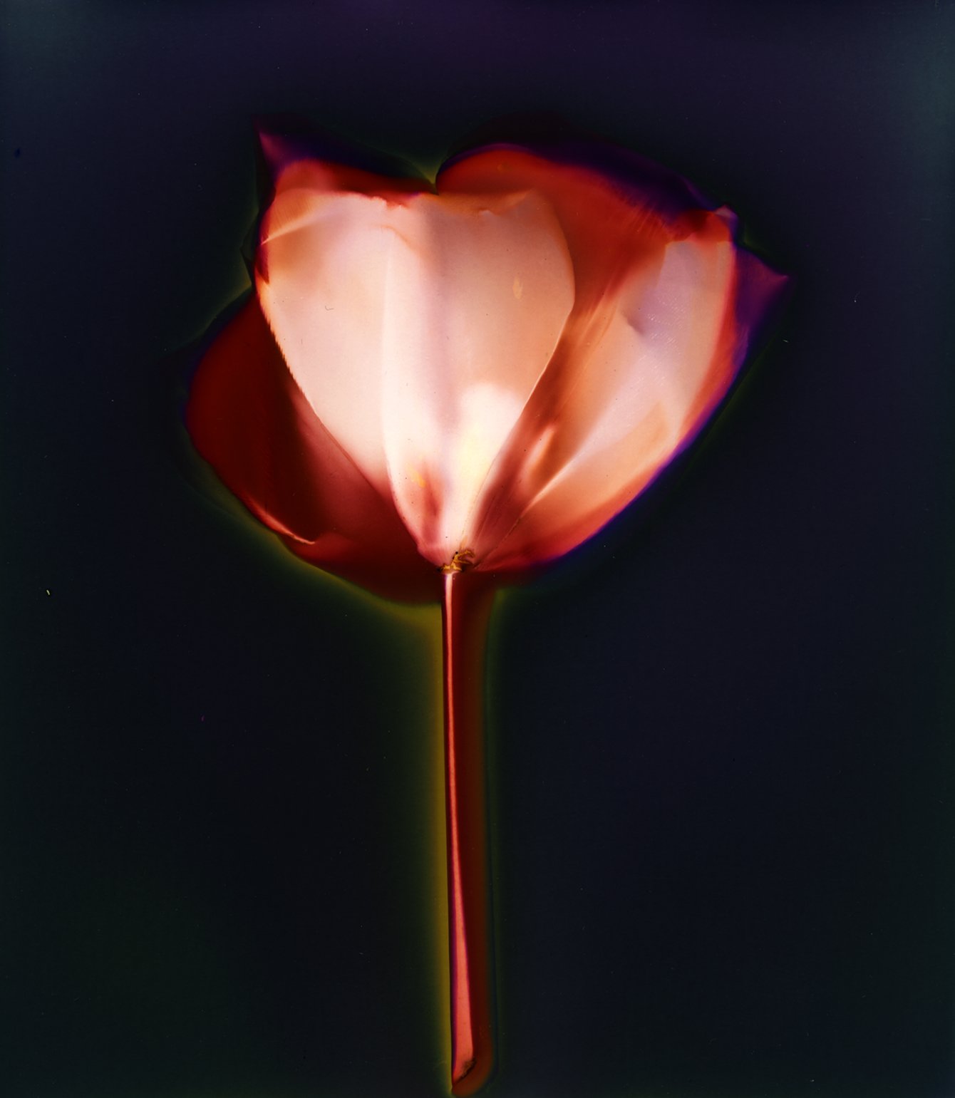 LargePinkTulip1F.1500px.BWT.Landscape.VueScan.jpg