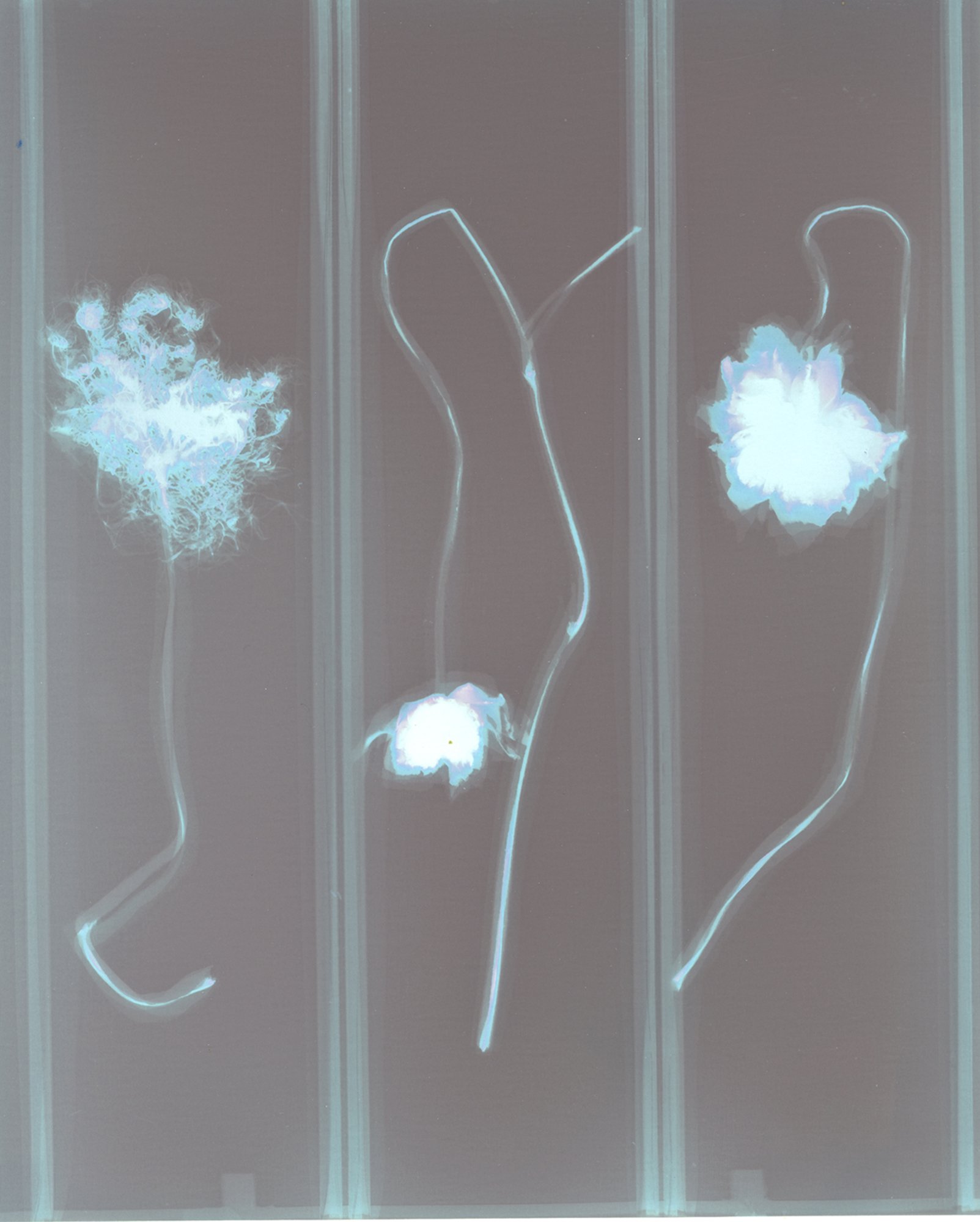 3 Crooked stems.2000px.NOFix.#2.Arista Blue.jpg
