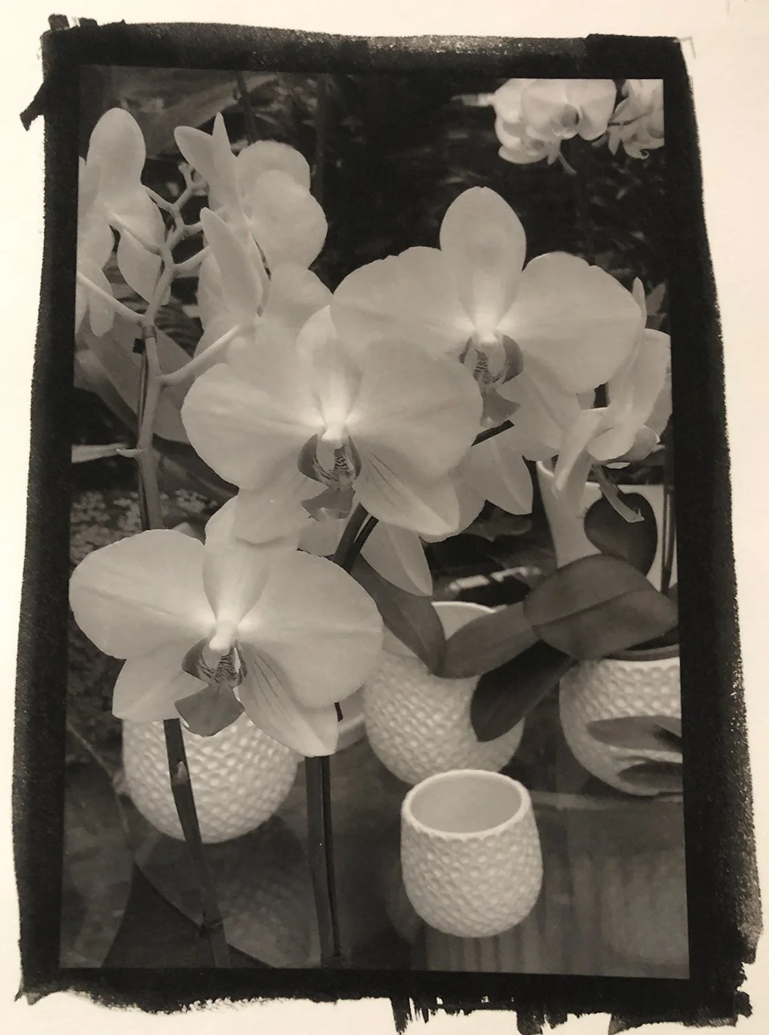 ZiatypeOrchids.1500px copy 2.jpg