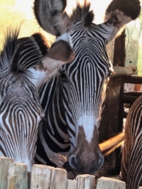 grevy's zebra