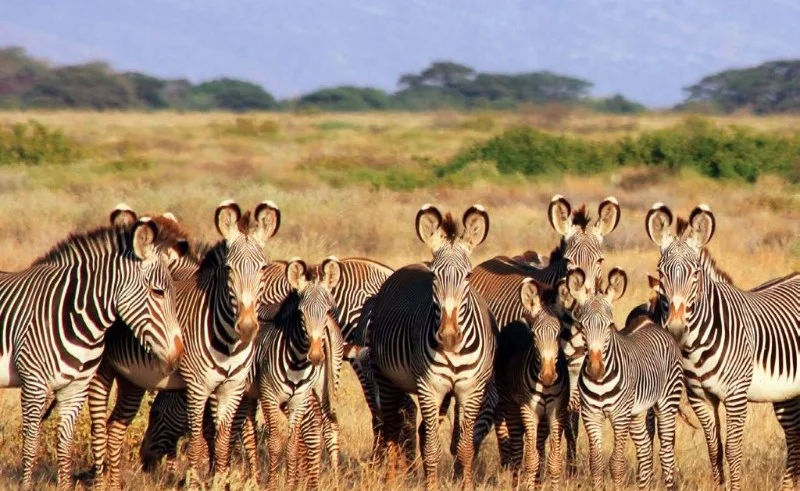 Grevy's Zebra Update — World Women Work