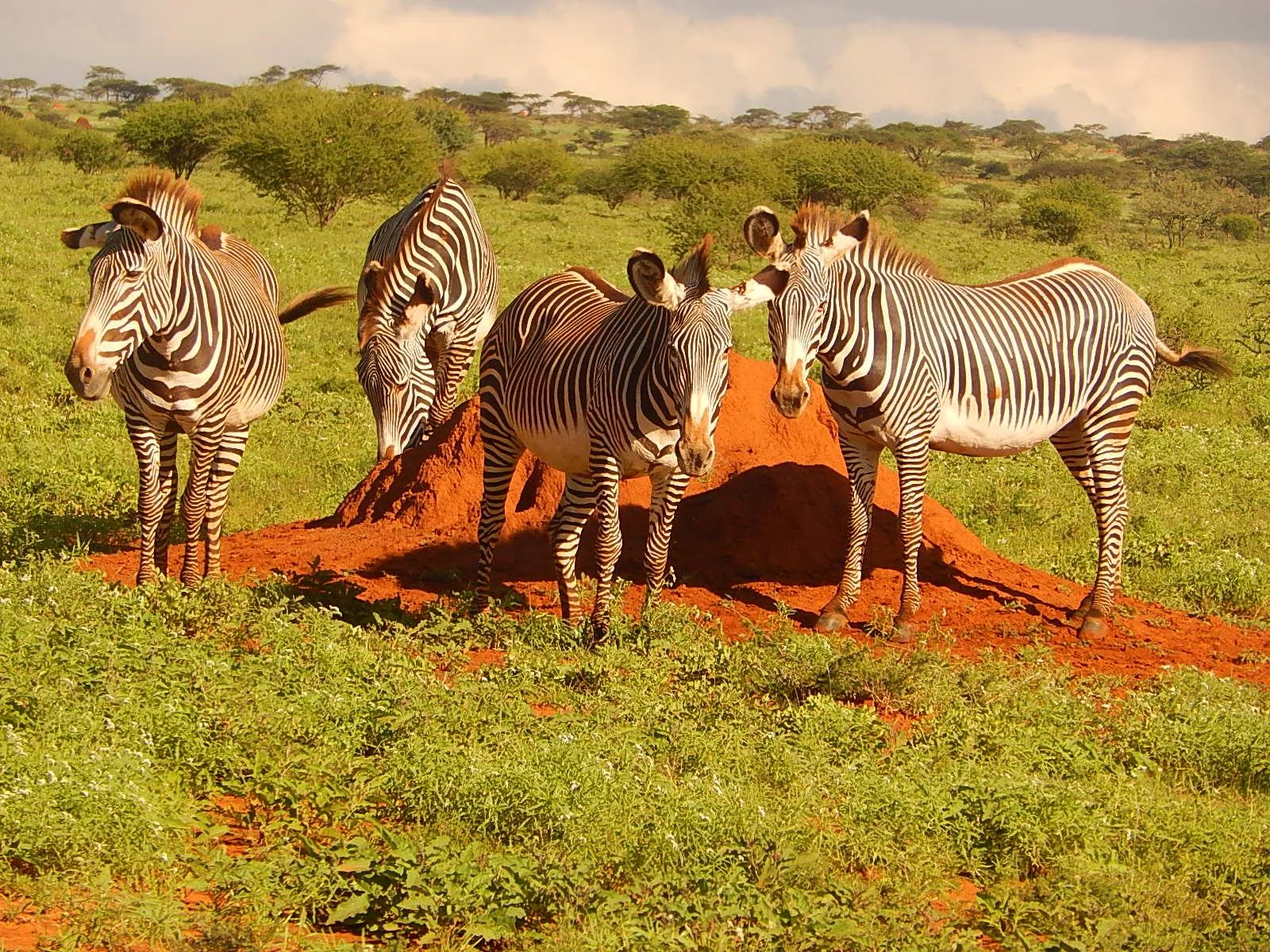 Community Based Conservation with Grevy's Zebra Trust — World Women Work