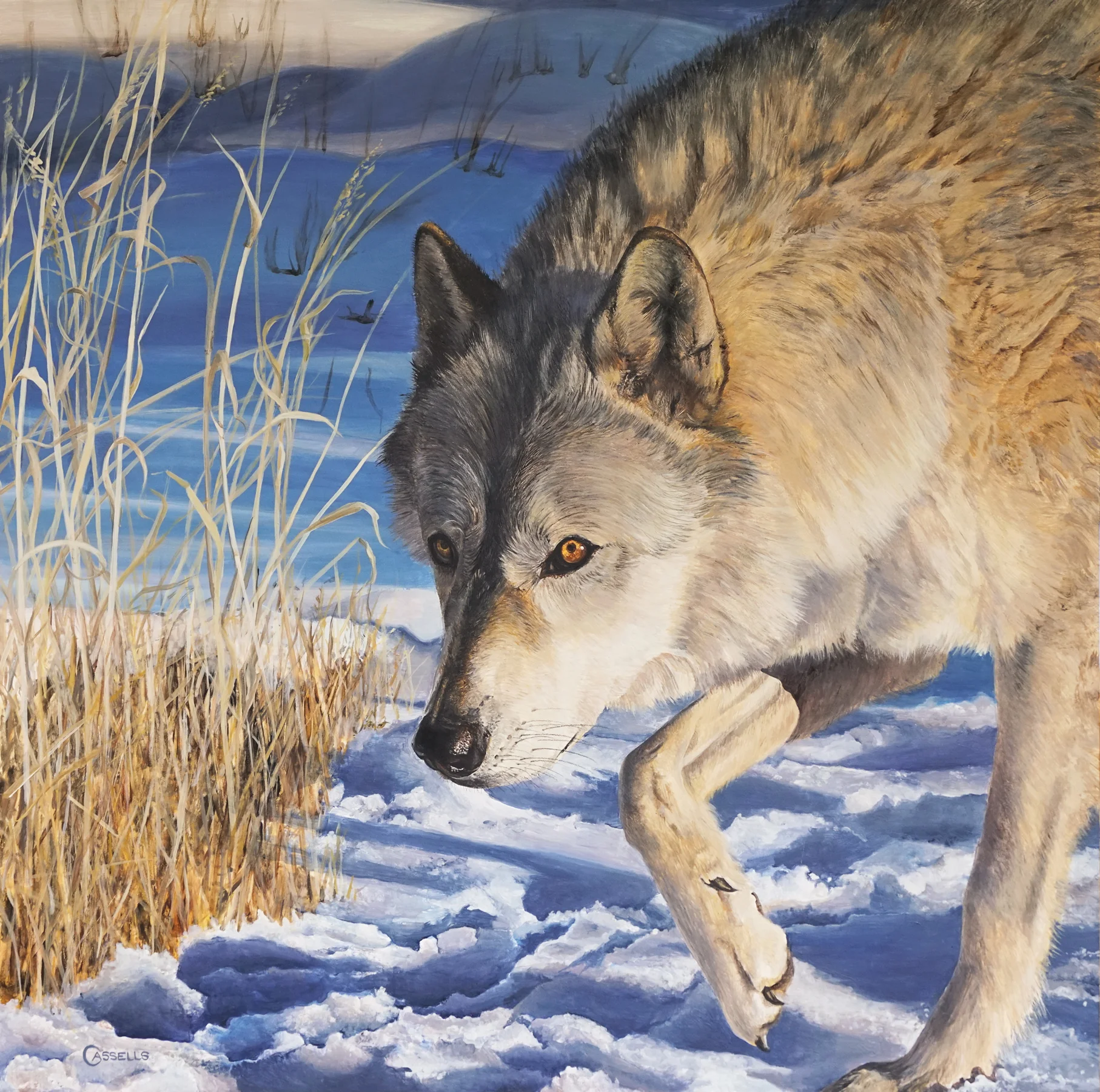 “On the Prowl” - White Wolf