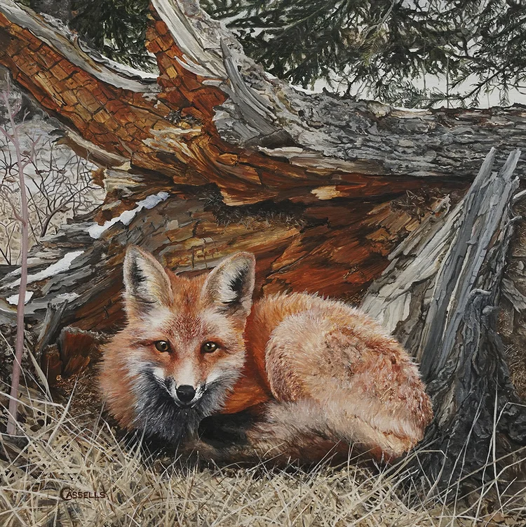 Third Red Fox Painting Is Finished Laara Cassells