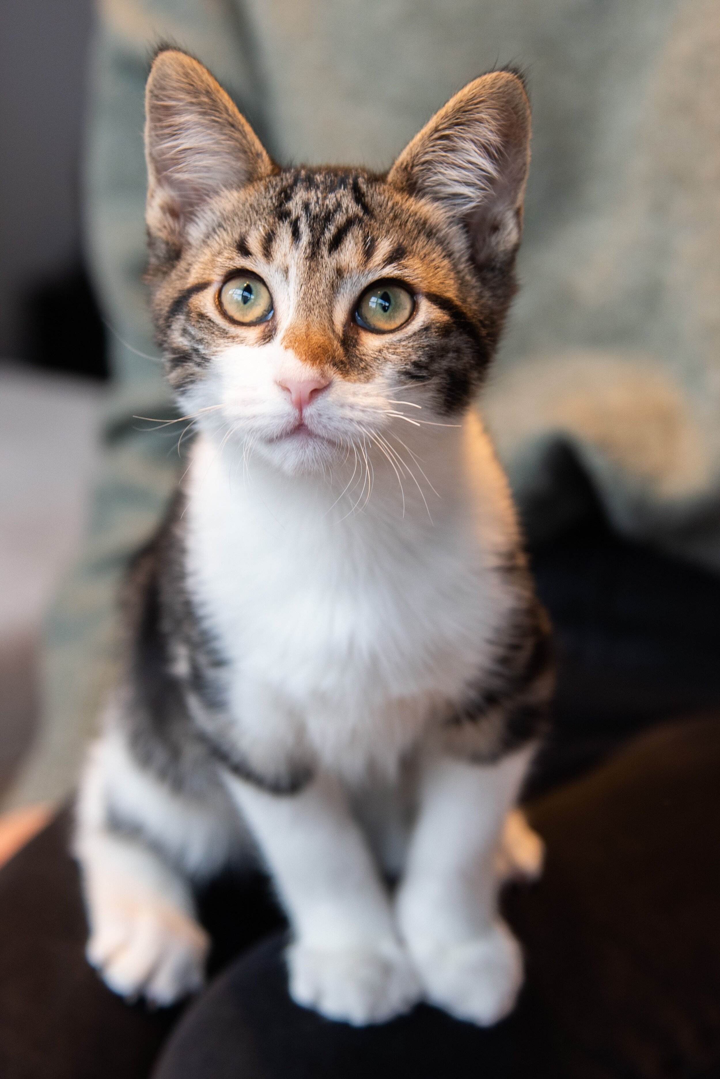 Animal Shelter Cat Tail Kitties Rescue Buy Cat Tail Kitties Rescue