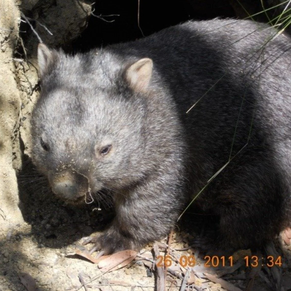 WPSA+release+wombat.jpg