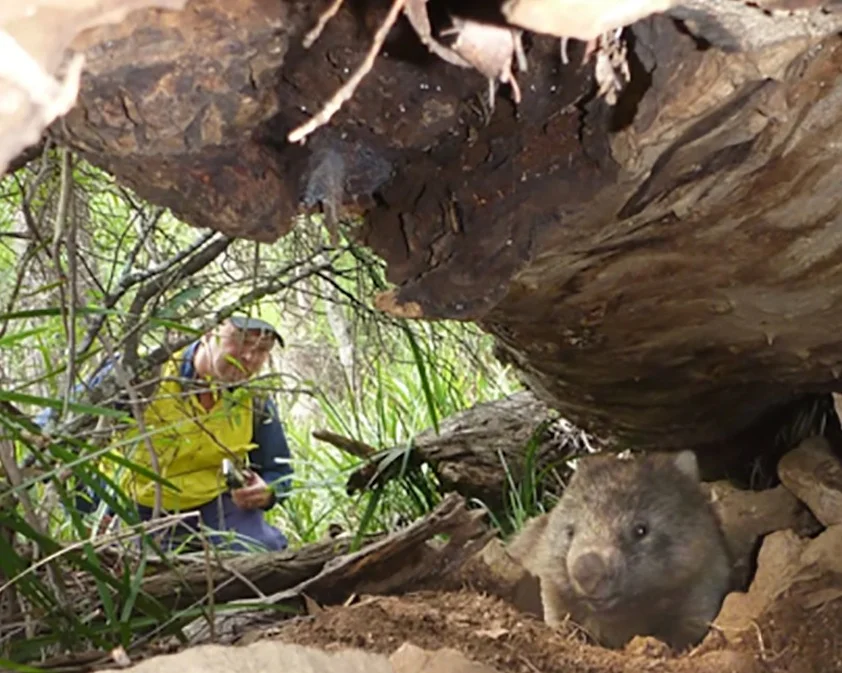 Wildlife sanctuary owner Ray Wynan inspects the burrow of a wombat that escaped logging. Photograph: The Sydney Morning Herald