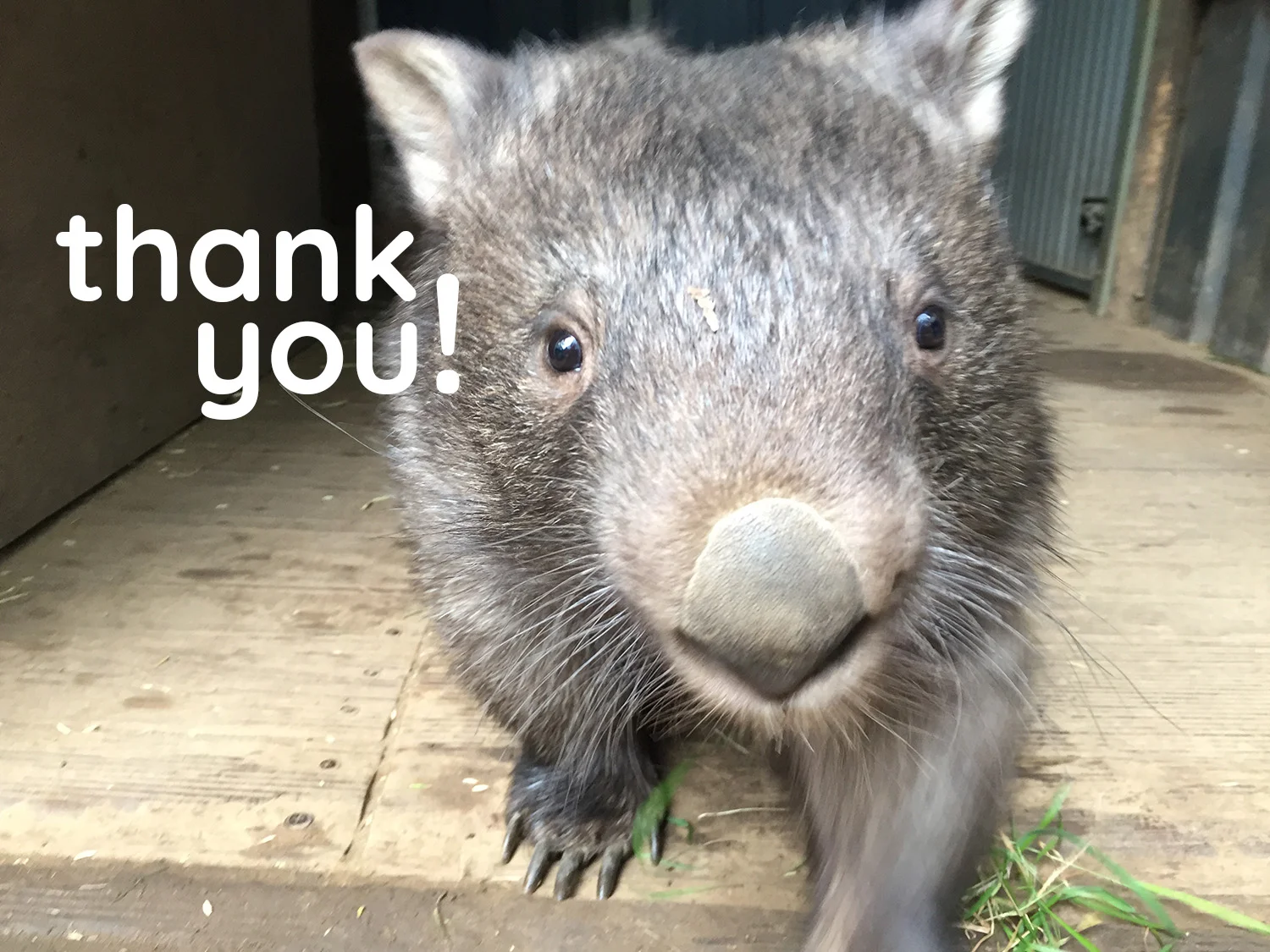 thank-you-wombat.jpg
