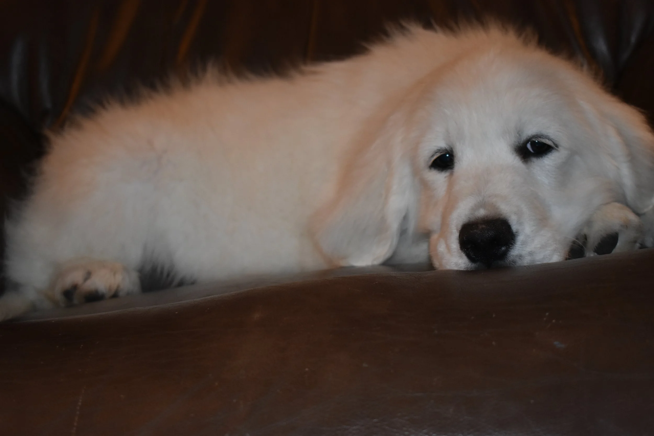 DSC_0011.JPG
