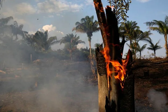 How To Help The Wildfires in the Amazon