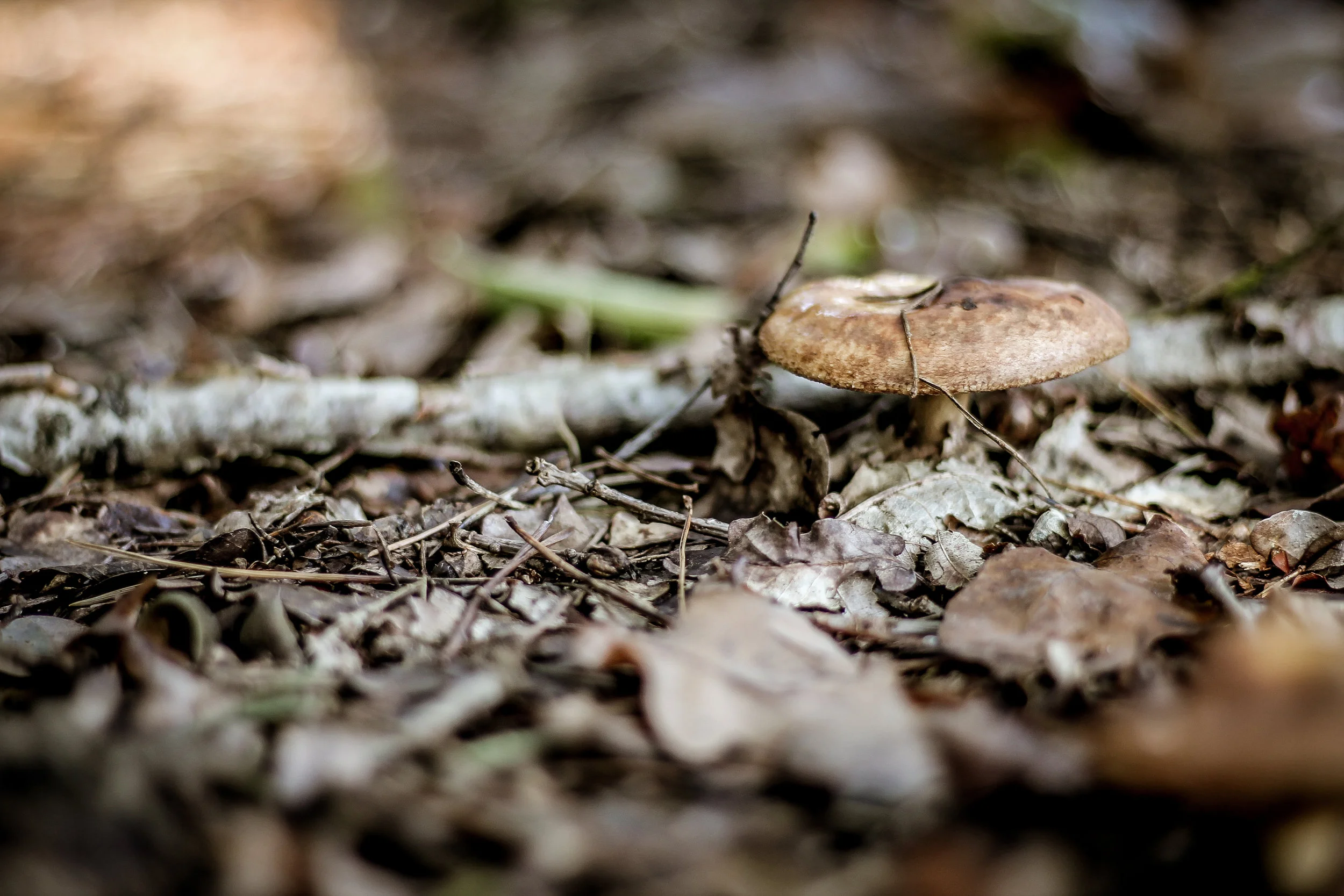 Beware Poisonous Mushrooms