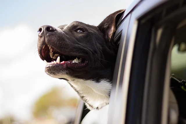 dog-1149964_640.jpg