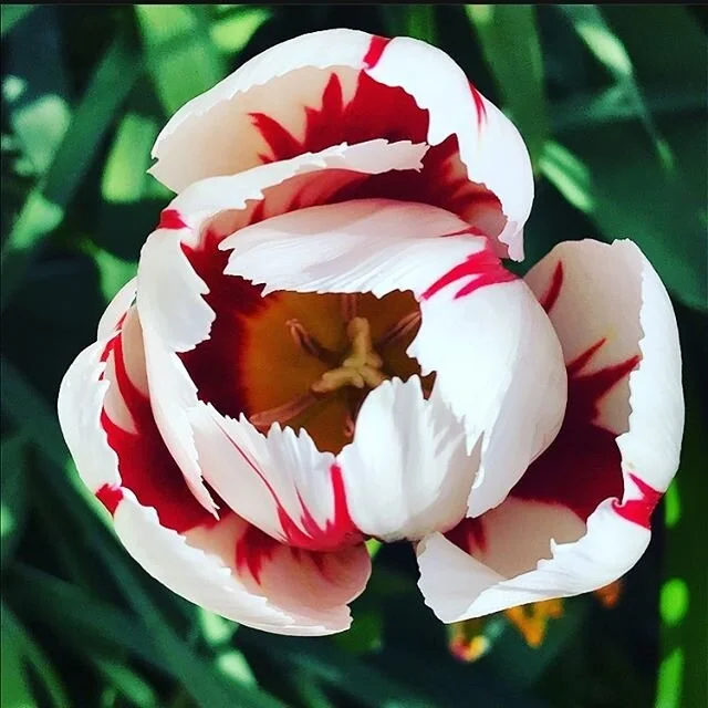 One of the things I absolutely love about New York is the actual evidence of seasons. Spring flowers are really noticeable in Spring! For all of the quarantine quarter of March, April, May, I saw the gradual shift of pretty blossoms bloom from trees 
