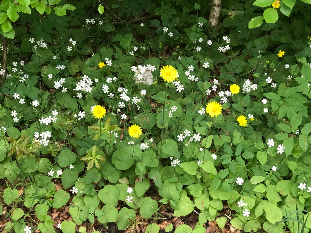 IMG_1538.jpeg