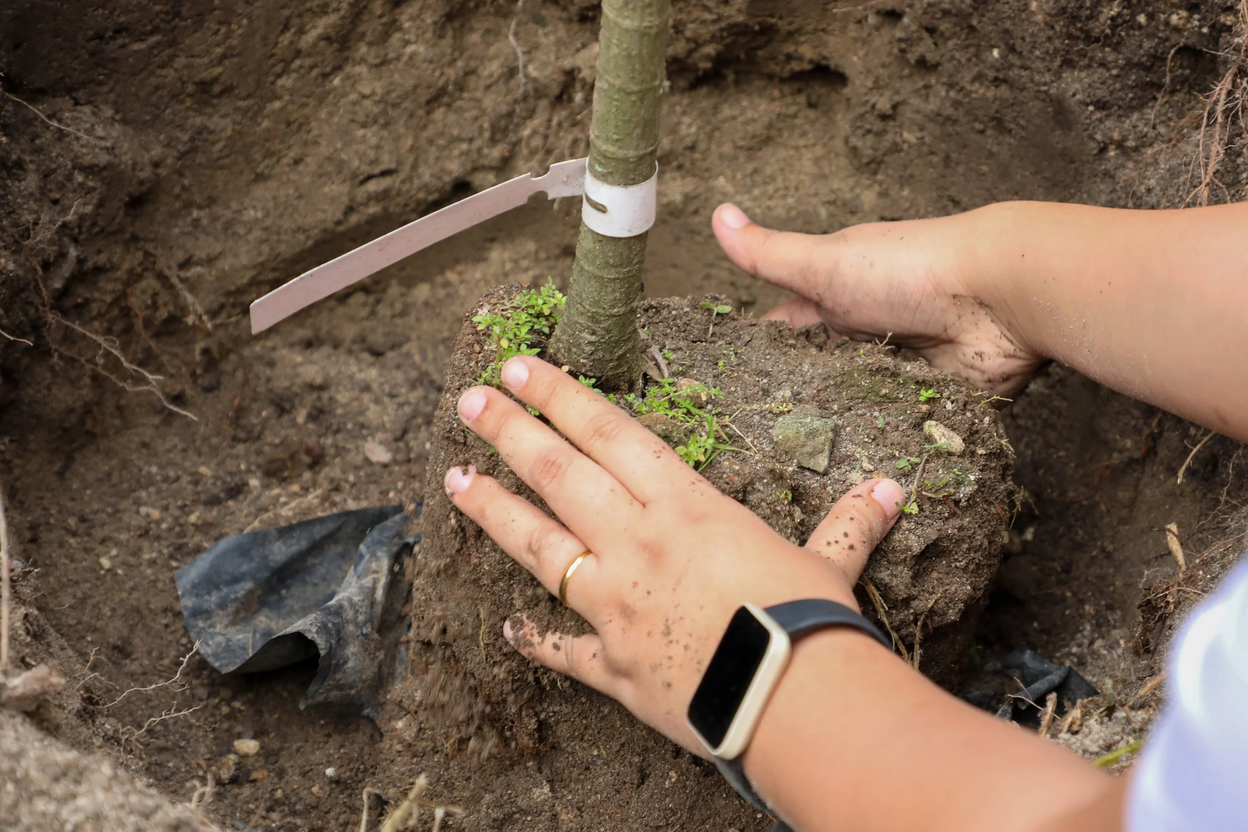 DLSBI_LIFE Treeplanting Activities-031.jpg