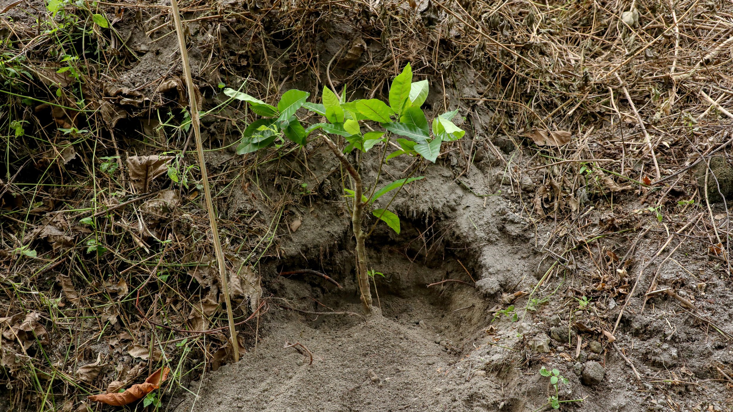 DLSBI_LIFE Treeplanting Activities-060.jpg