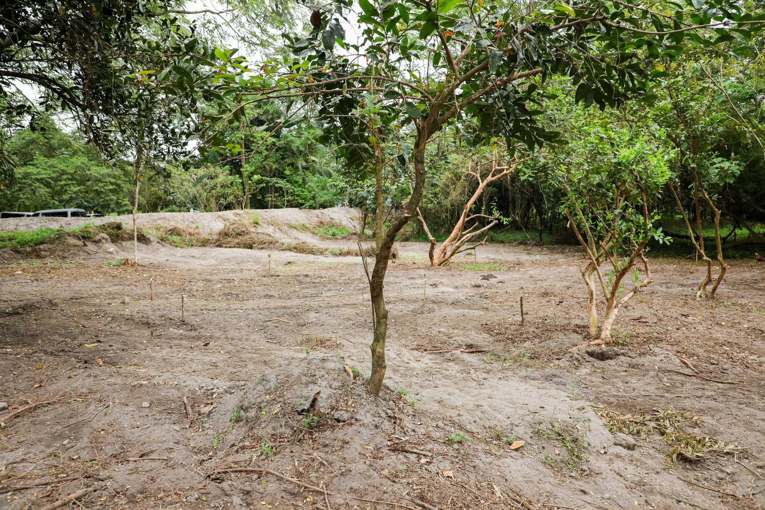 DLSBI_LIFE Treeplanting Activities-092.jpg