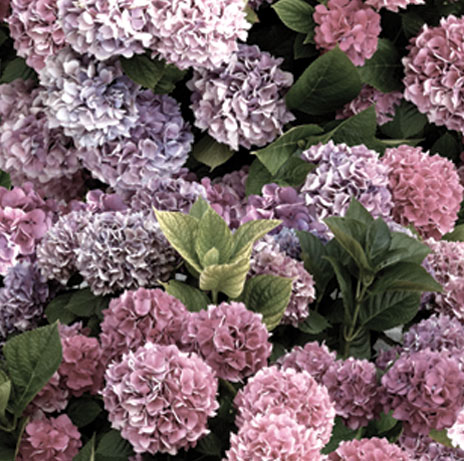 Hydrangeas-mauve_ARCHIVE_web.jpg