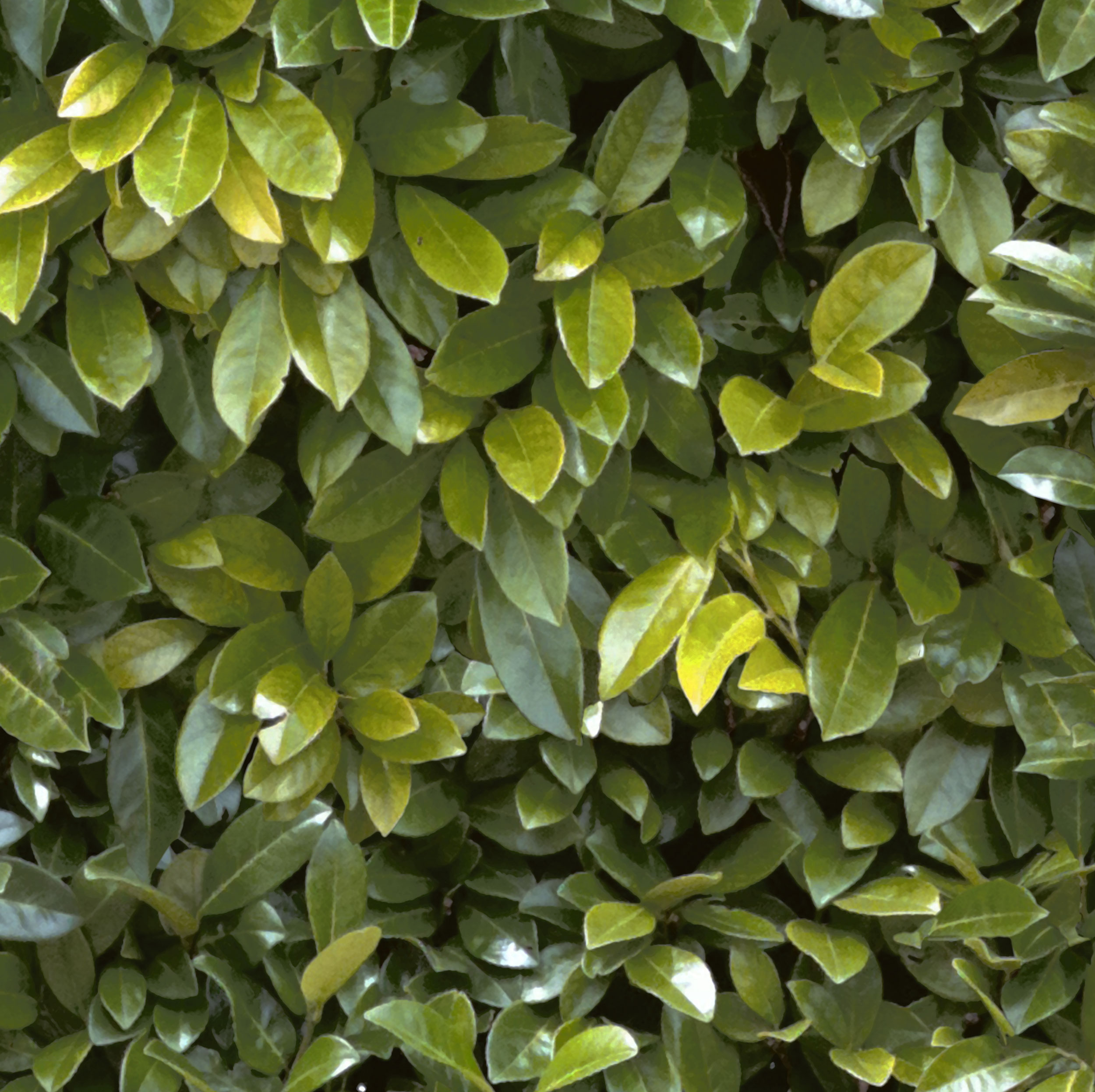 GLOSSY-LEAVES_web.jpg