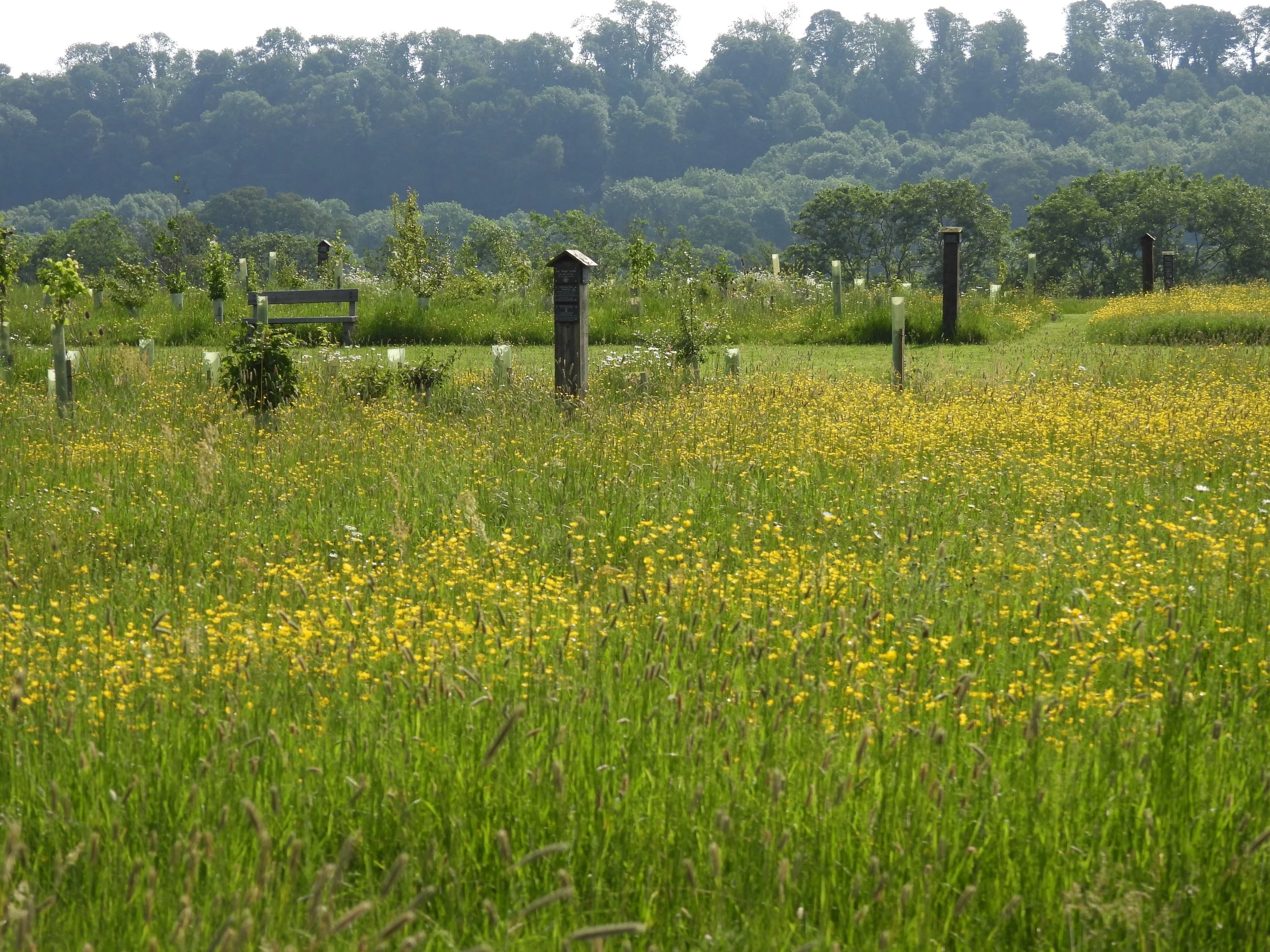 buttercups to mown and bench in george.JPG