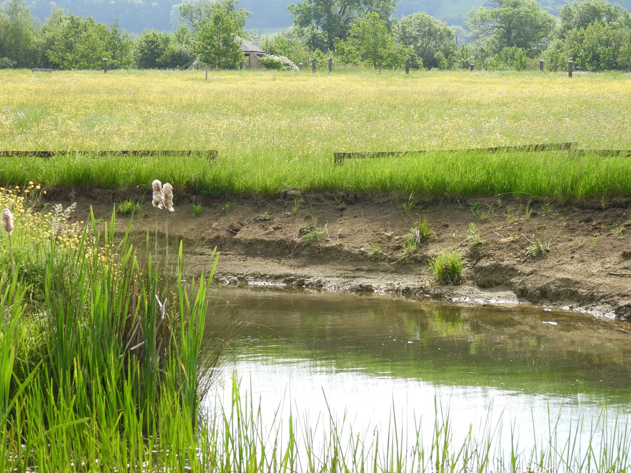 pond extension to rh over michael.JPG