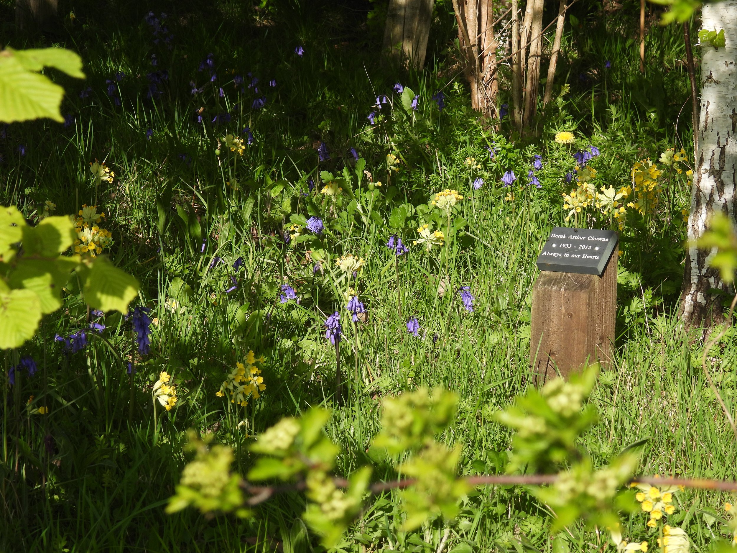 woodland bluebells and cowslips.JPG