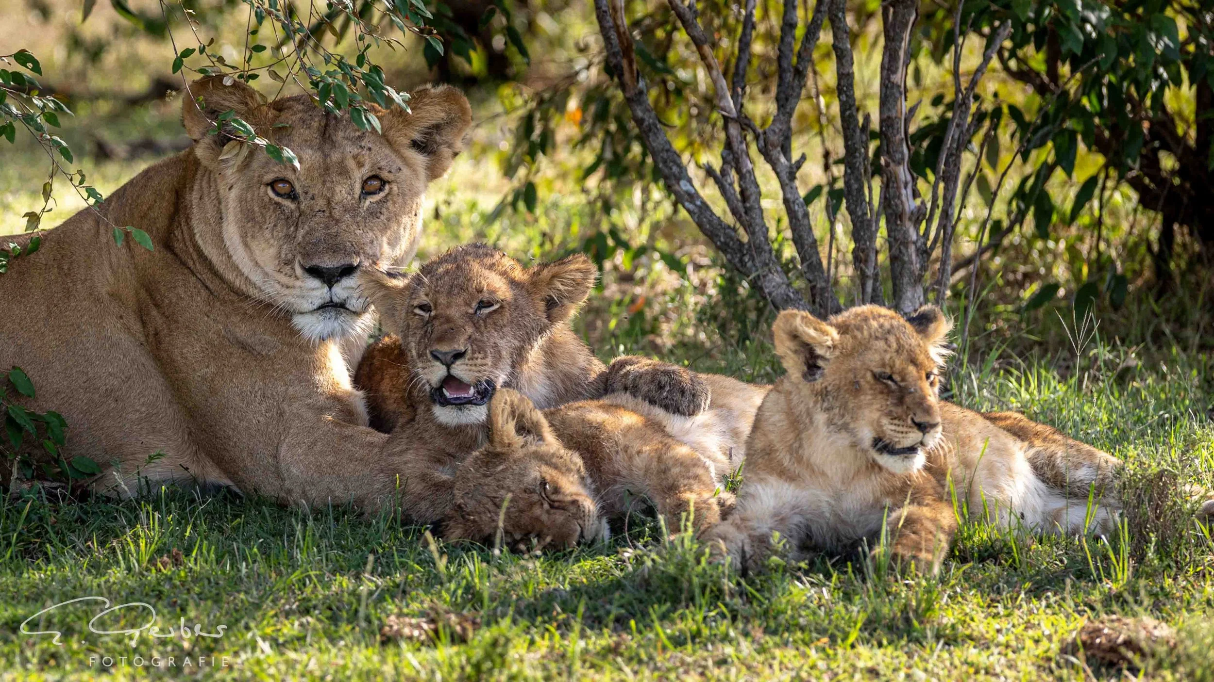 Kicheche Calley Camp Kenia